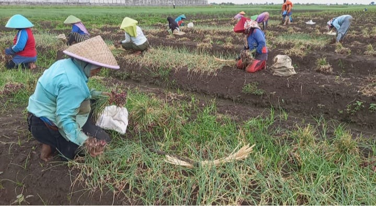 Petani Temanggung Diuntungkan oleh Tingginya Harga Bawang