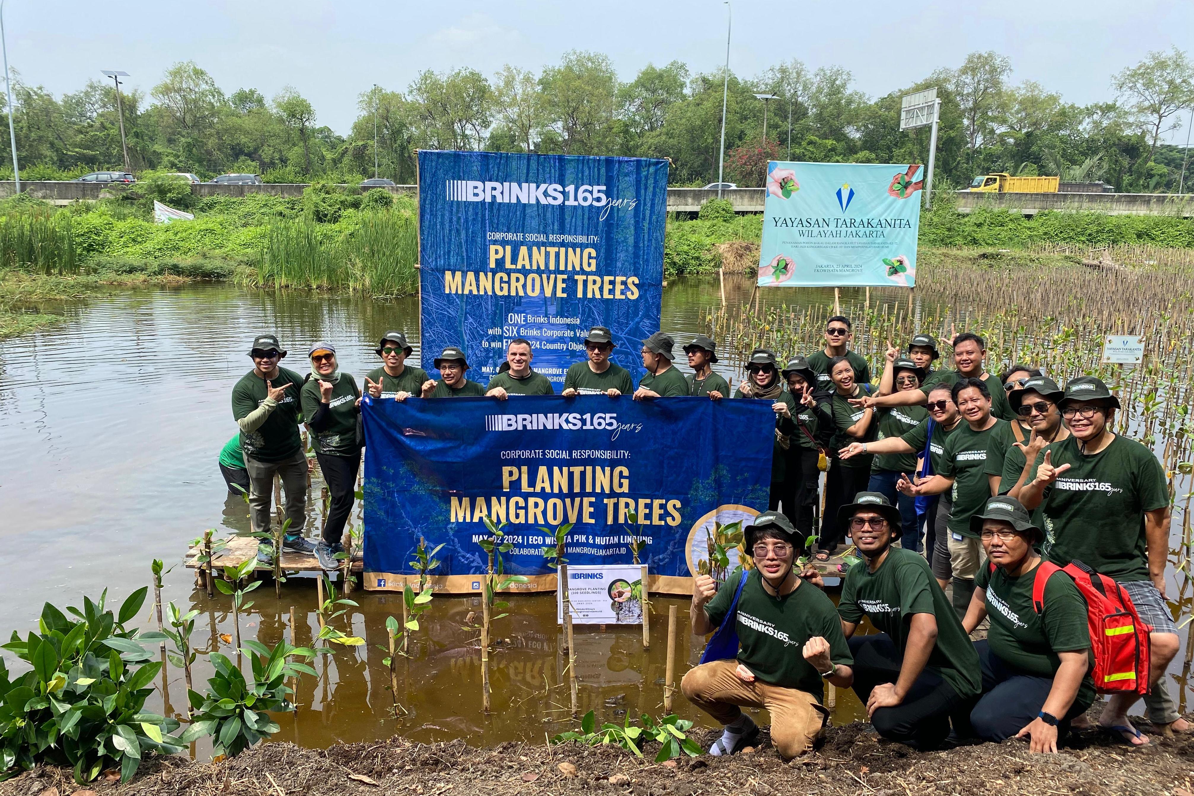 Brinks Tanam 165 Mangrove Rhizophora Mucronata di Mangrove PIK