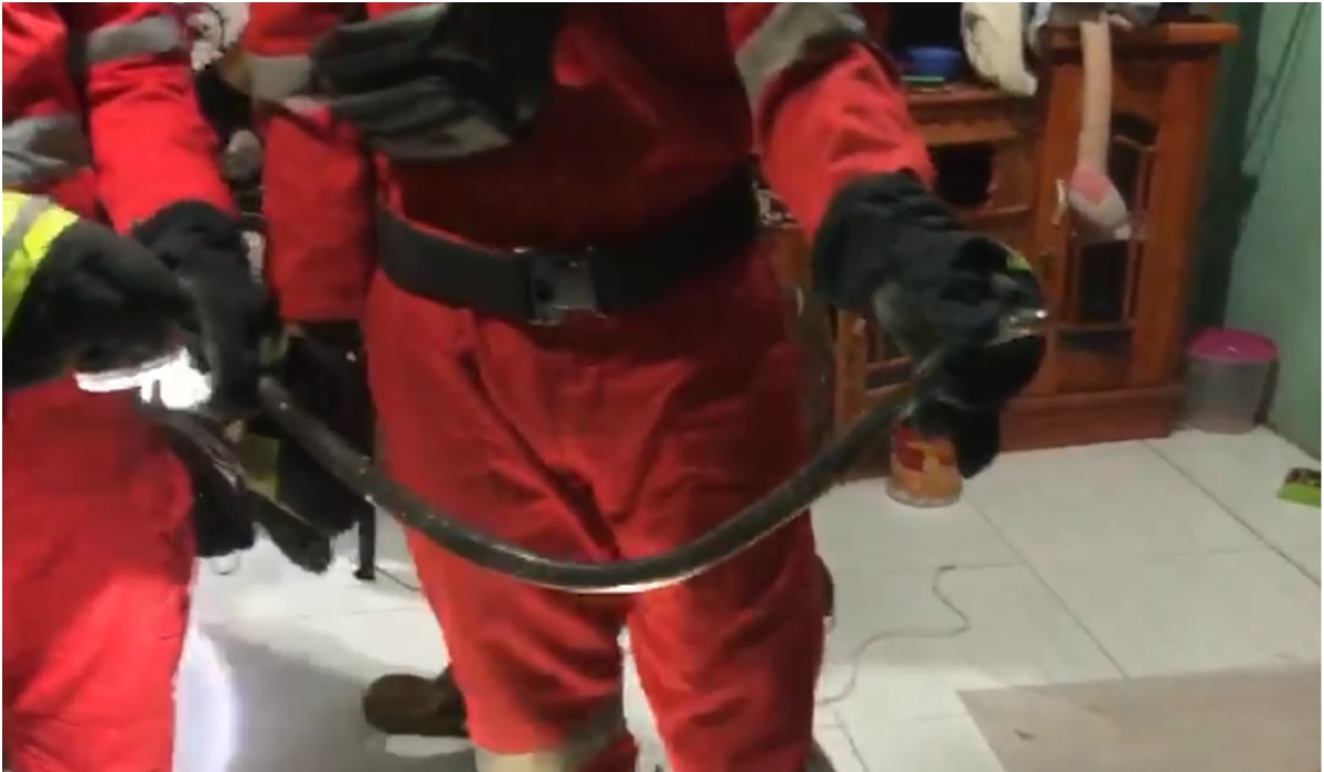 Ular kobra yang ditangkap dalam kamar warga.