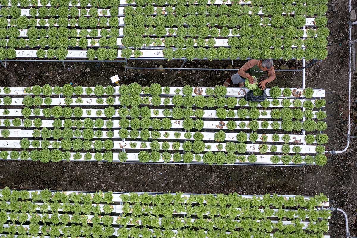 Ilustrasi tanaman hidroponik.