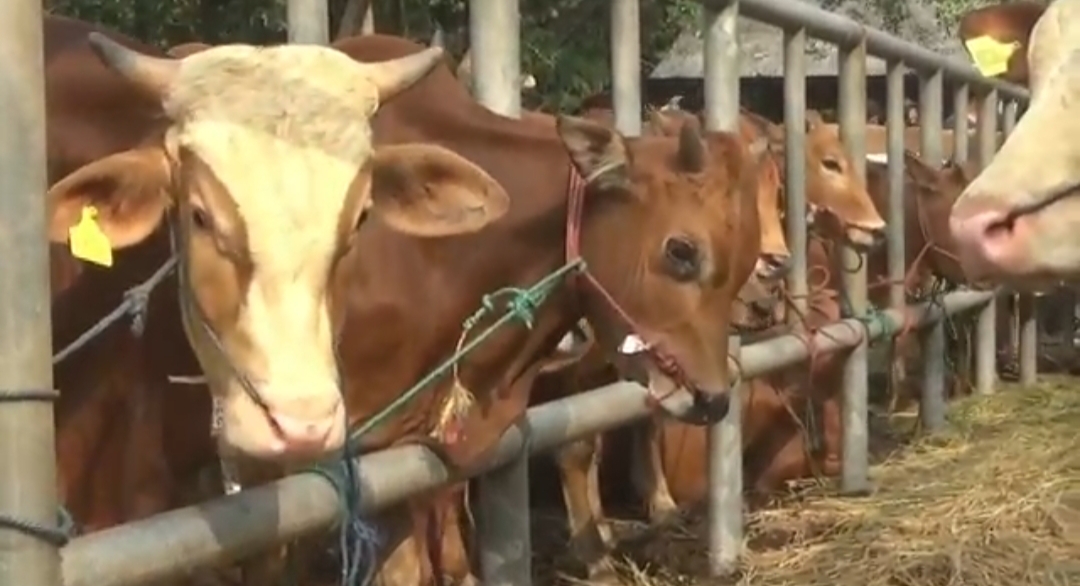 Transaksi jual beli sapi di Pasar Hewan Ciwareng, Purwakarta, mulai meningkat. 