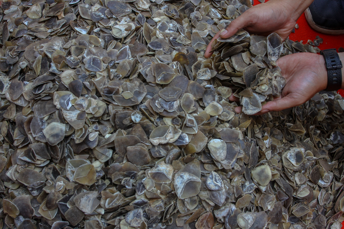 Ilustrasi, tersangka penjual sisik trenggiling terancam lima tahun penjara