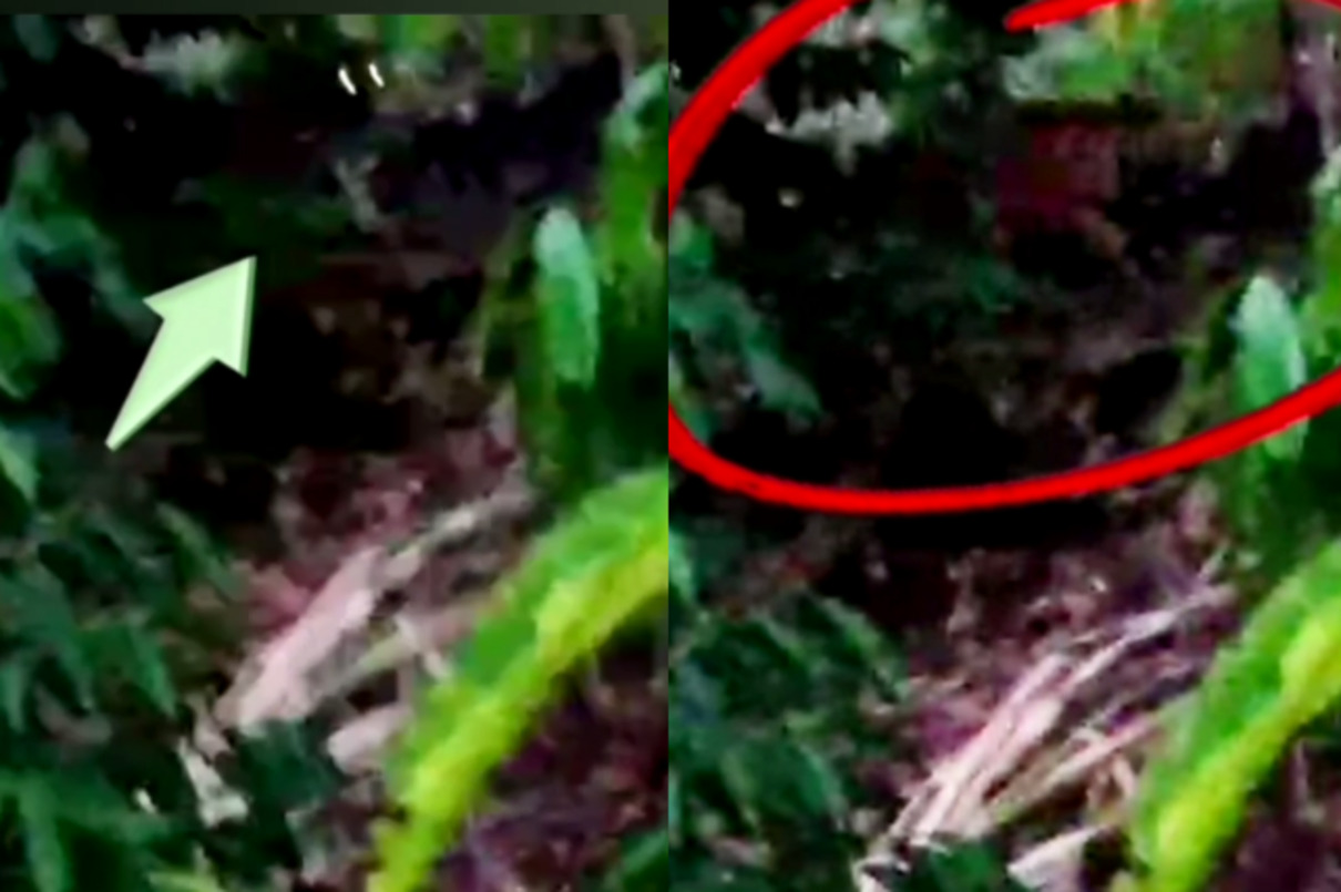 Video amatir harimau sumatra di kebun kopi warga, di Bengkulu.