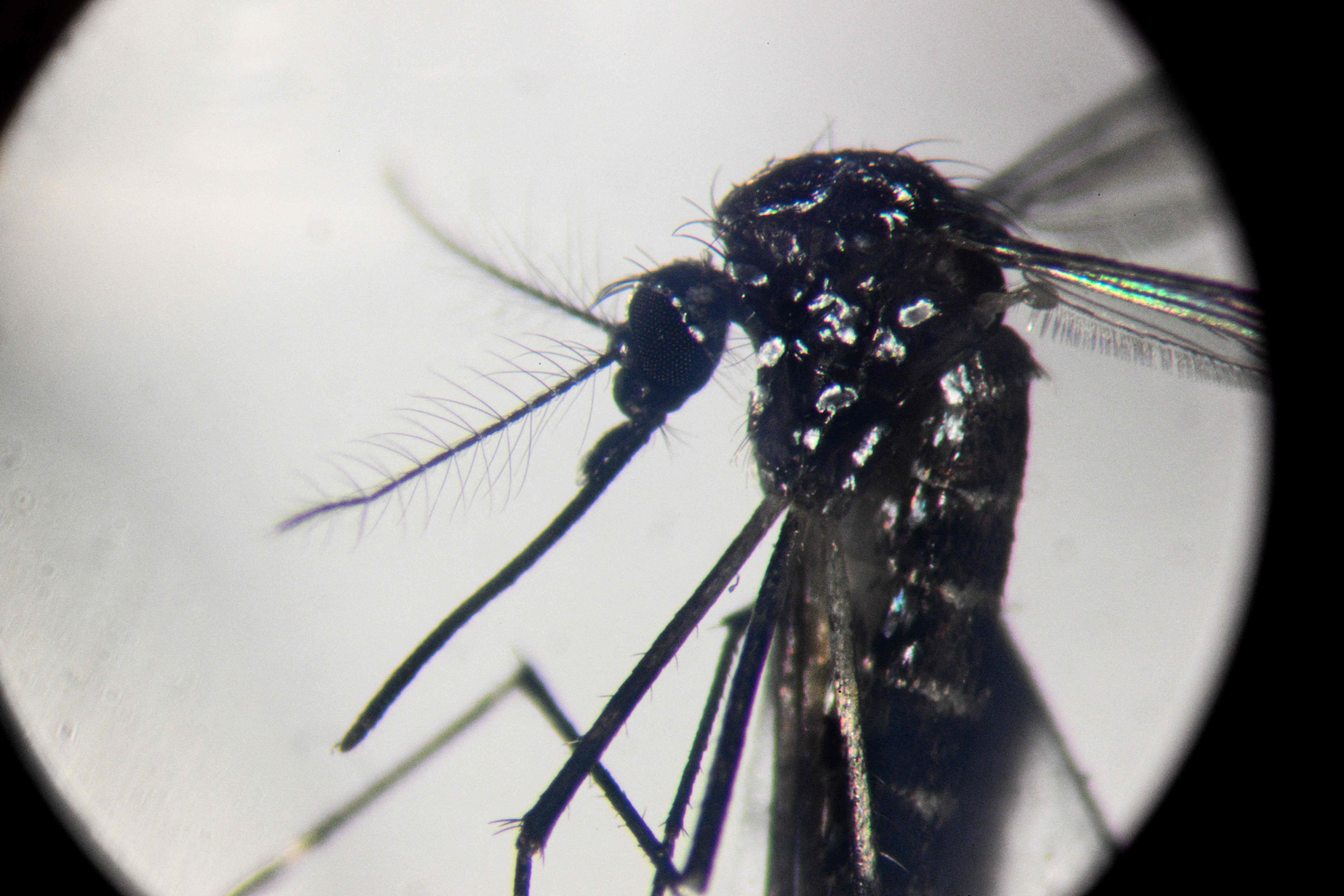 Nyamuk Aedes aegypti.