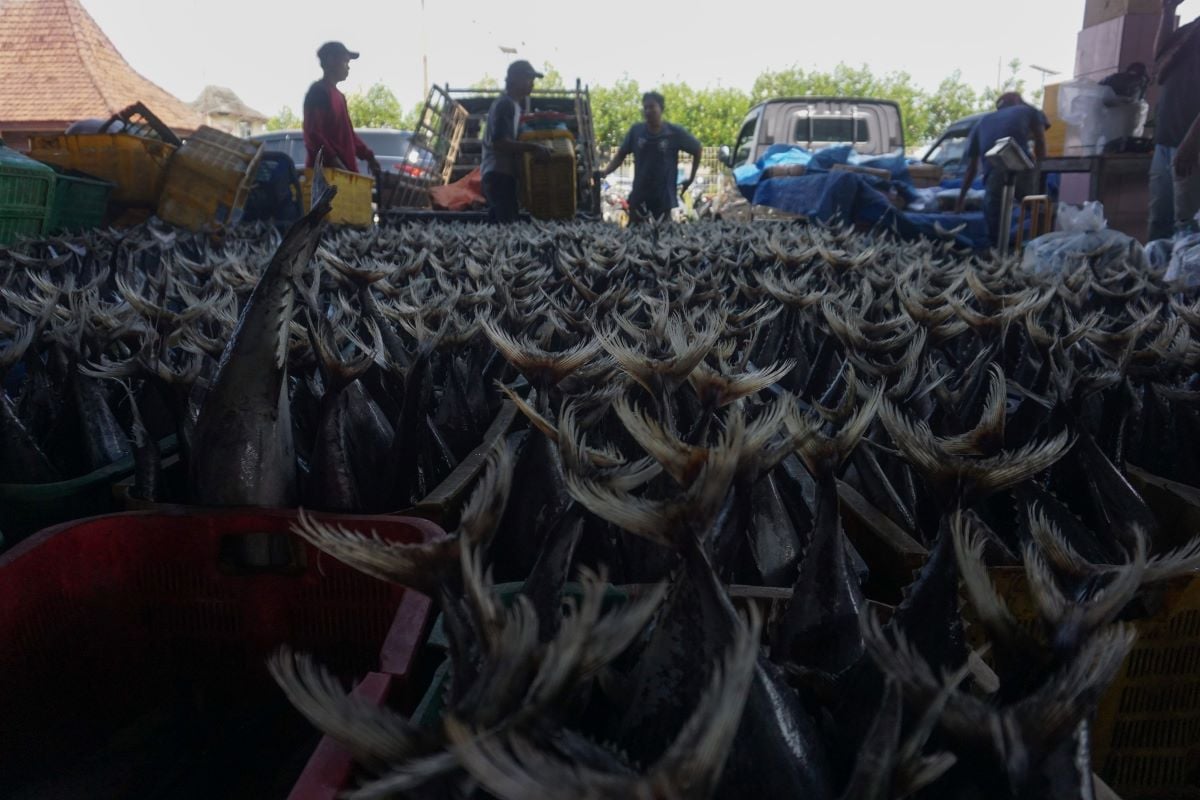 Pekerja membawa ikan hasil tangkapan nelayan dari laut di Tempat Pelelangan Ikan (TPI), Pekalongan, Jawa Tengah, Rabu (8/3/2023).