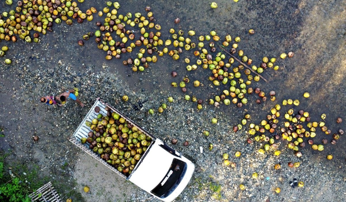 Warga mengambil buah kelapa yang dihanyutkan di sungai Desa Dunggala, Kabupaten Bone Bolango, Gorontalo, Sabtu (23/12/2023).