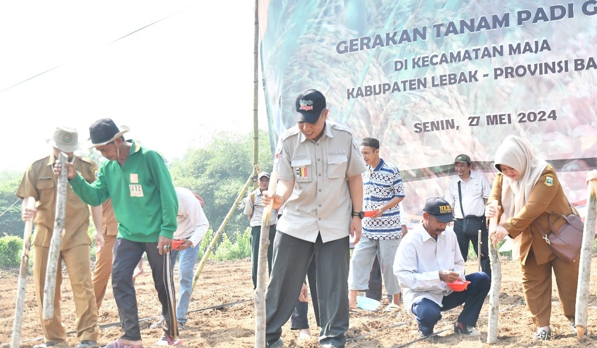 Kementan lakukan penanaman Padi Gogo di Banten.