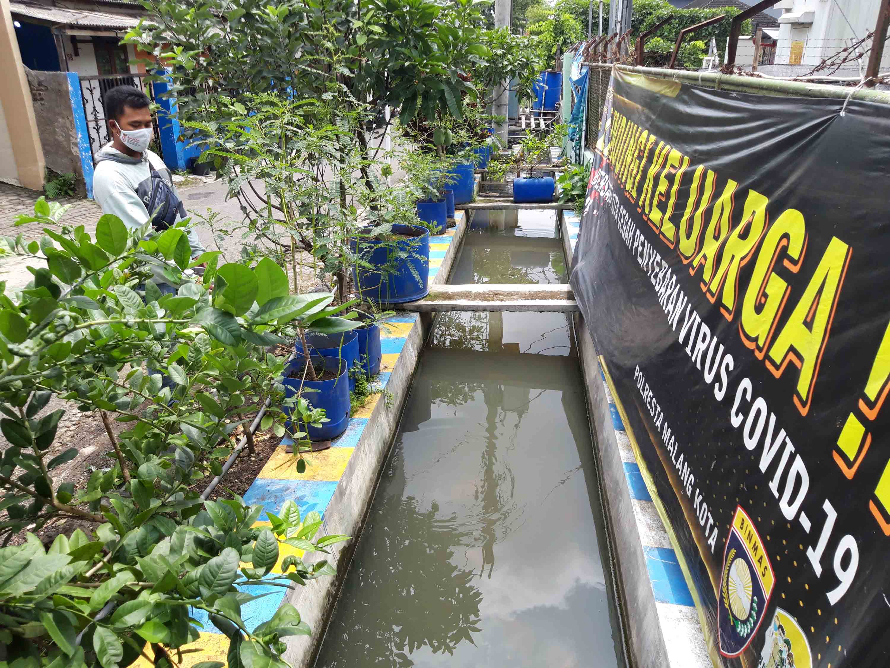 Ikan yang dibudidayakan warga memanfaatkan drainase di kampung Glintung Water Street, Malang, Sabtu (27/11).
