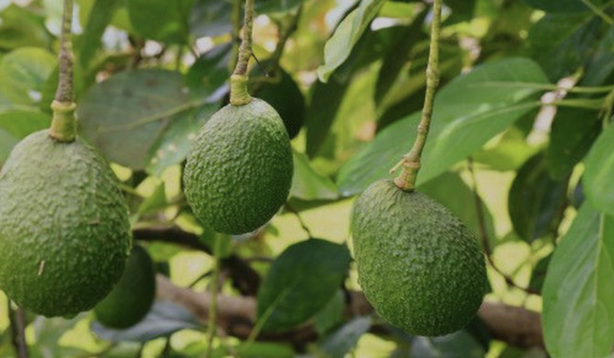 Manfaat daun alpukat bagi kesehatan