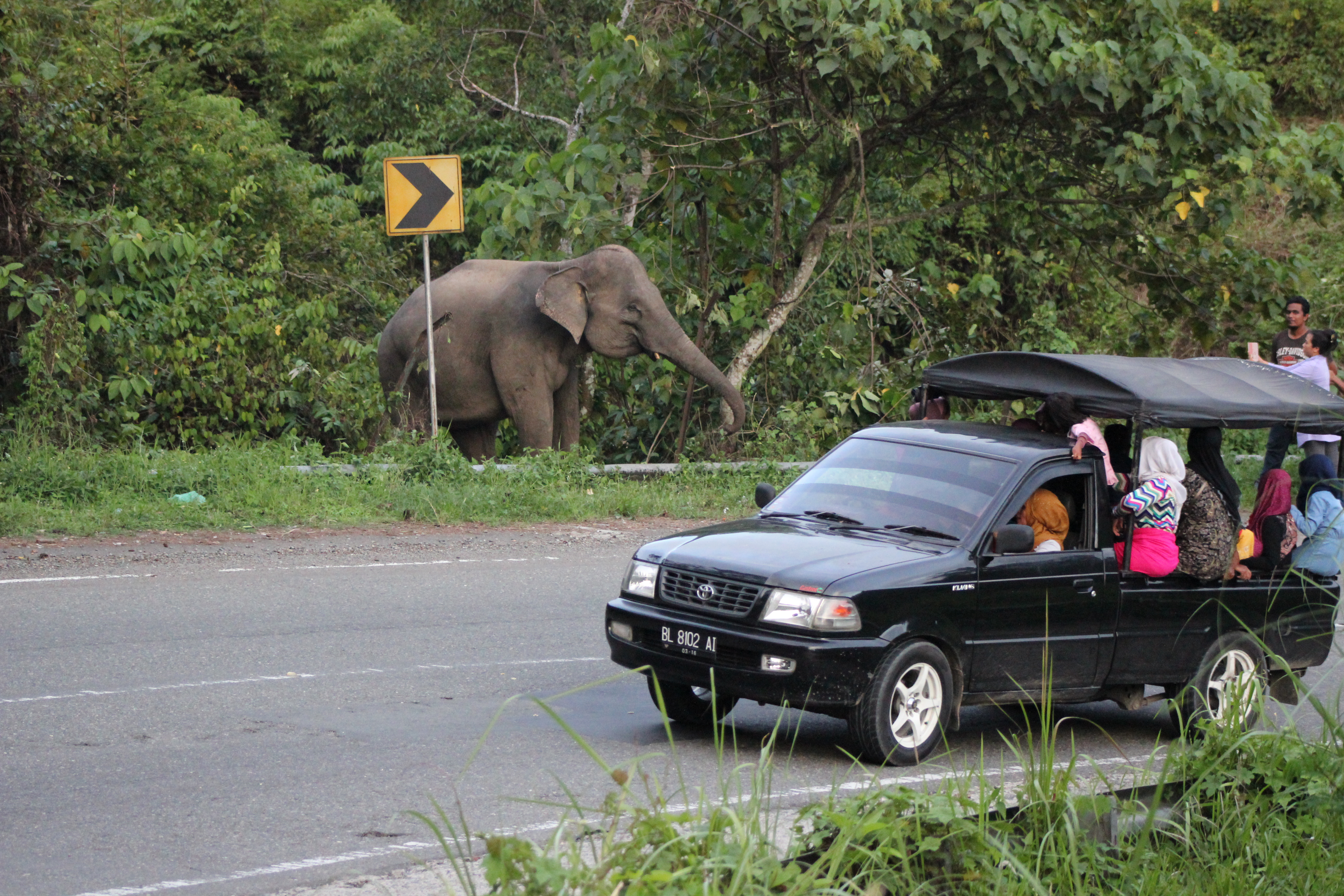  Gajah liar di kawasan hutan Aceh Besar beberapa waktu lalu.