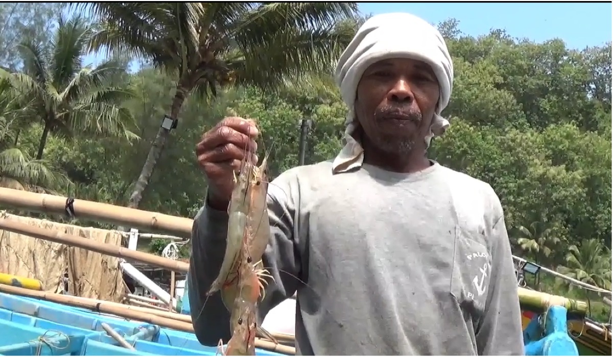 Nelayan pantai selatan membawa udang jerbung.