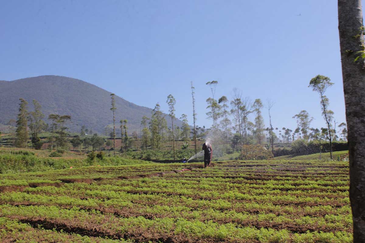 Penanaman bibit kentang UPLAND di Garut.