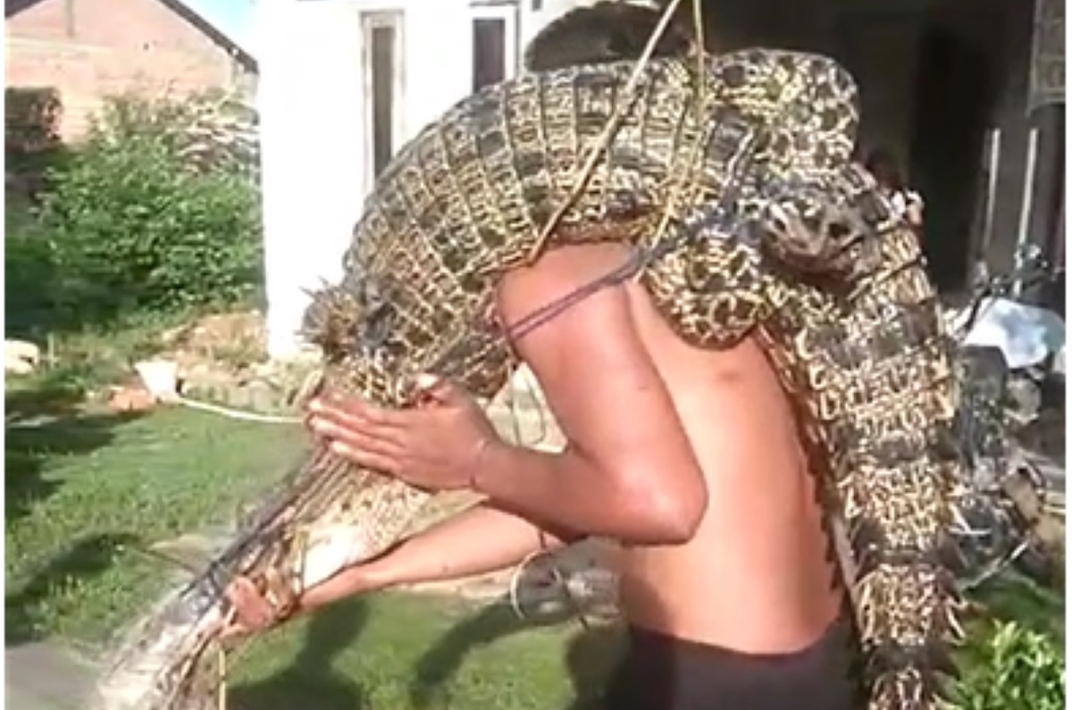 Warga membawa buaya yang ditangkap.