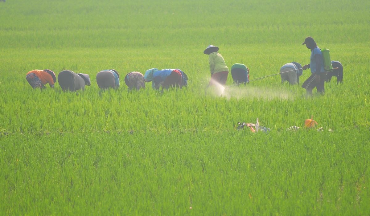 Petani mencabuti rumput pada tanaman padi di persawahan Desa Gabus, Pati, Jawa Tengah, Kamis (18/1/2024).