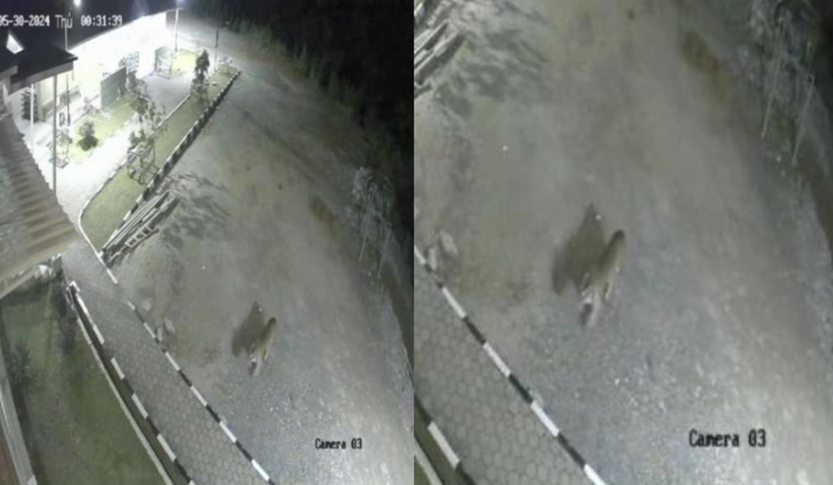 Rekaman CCTV harimau sumatra yang masuki permukiman warga di Solok, Sumbar.