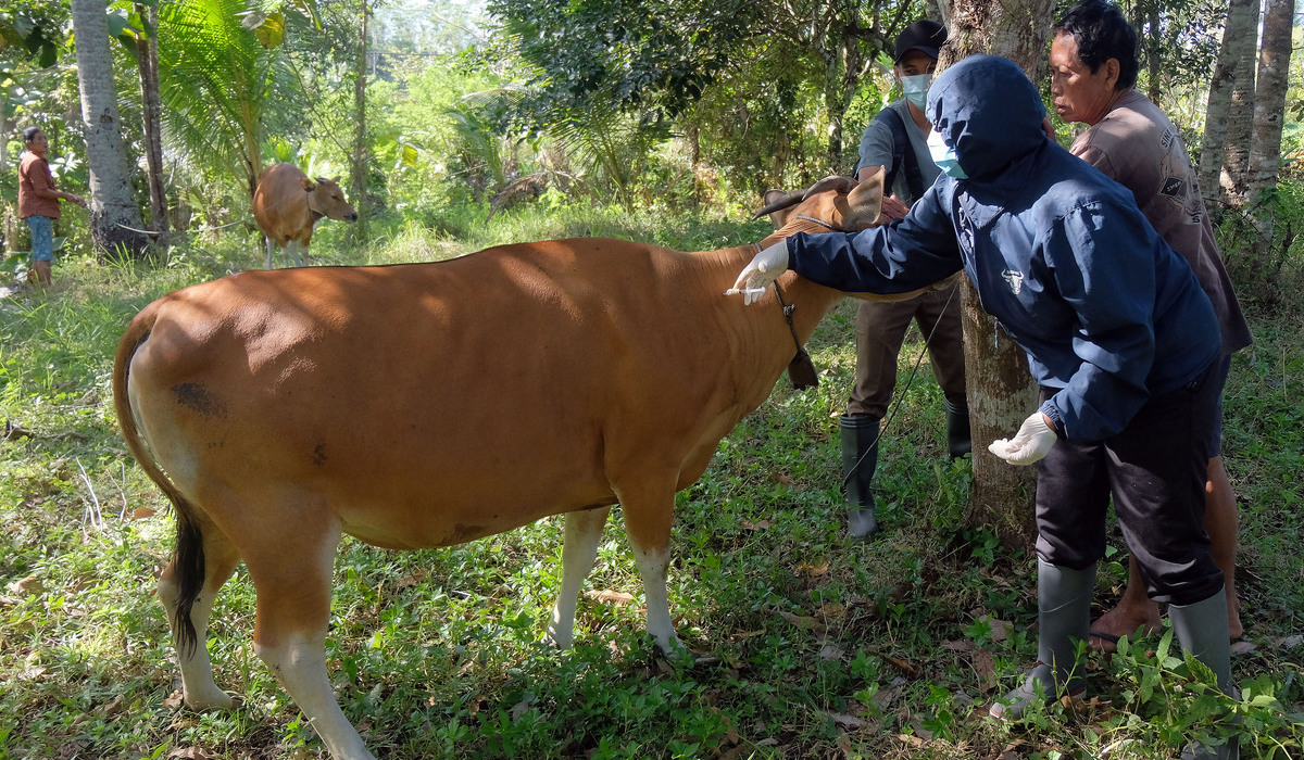 Ilustrasi upaya pengobatan pada sapi yang terserang penyakit jembrana.