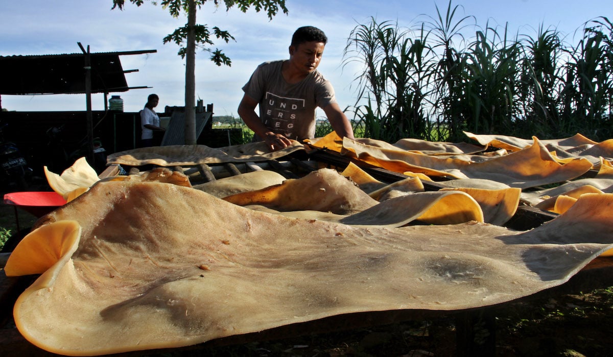 Pengusaha kerupuk kulit tengah menjemur kulit sapi sebagai bahan baku usaha
