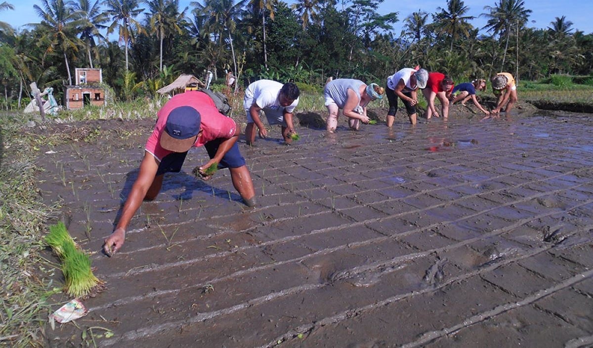 Sawah di Ubud, Bali.