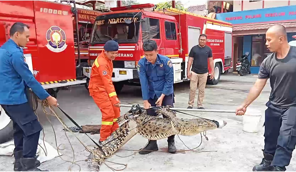 Buaya yang ditangkap.