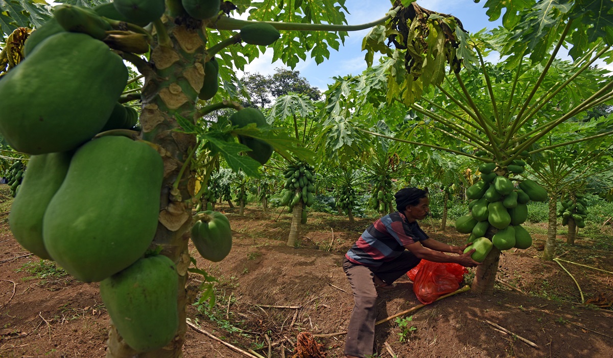 Petani memetik pepaya california (Carica papaya) saat Panen Raya Lumbung Pangan Binaan Baznas di Petir, Serang, Banten.