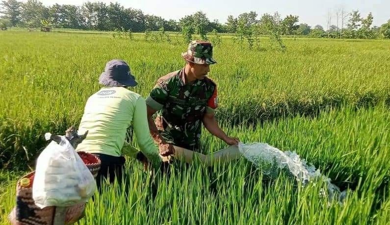 Petani di Blora dibantu Babinsa melakukan penyelamatan tanaman padi dengan menggunakan pompa air untuk mengatasi kekeringan.