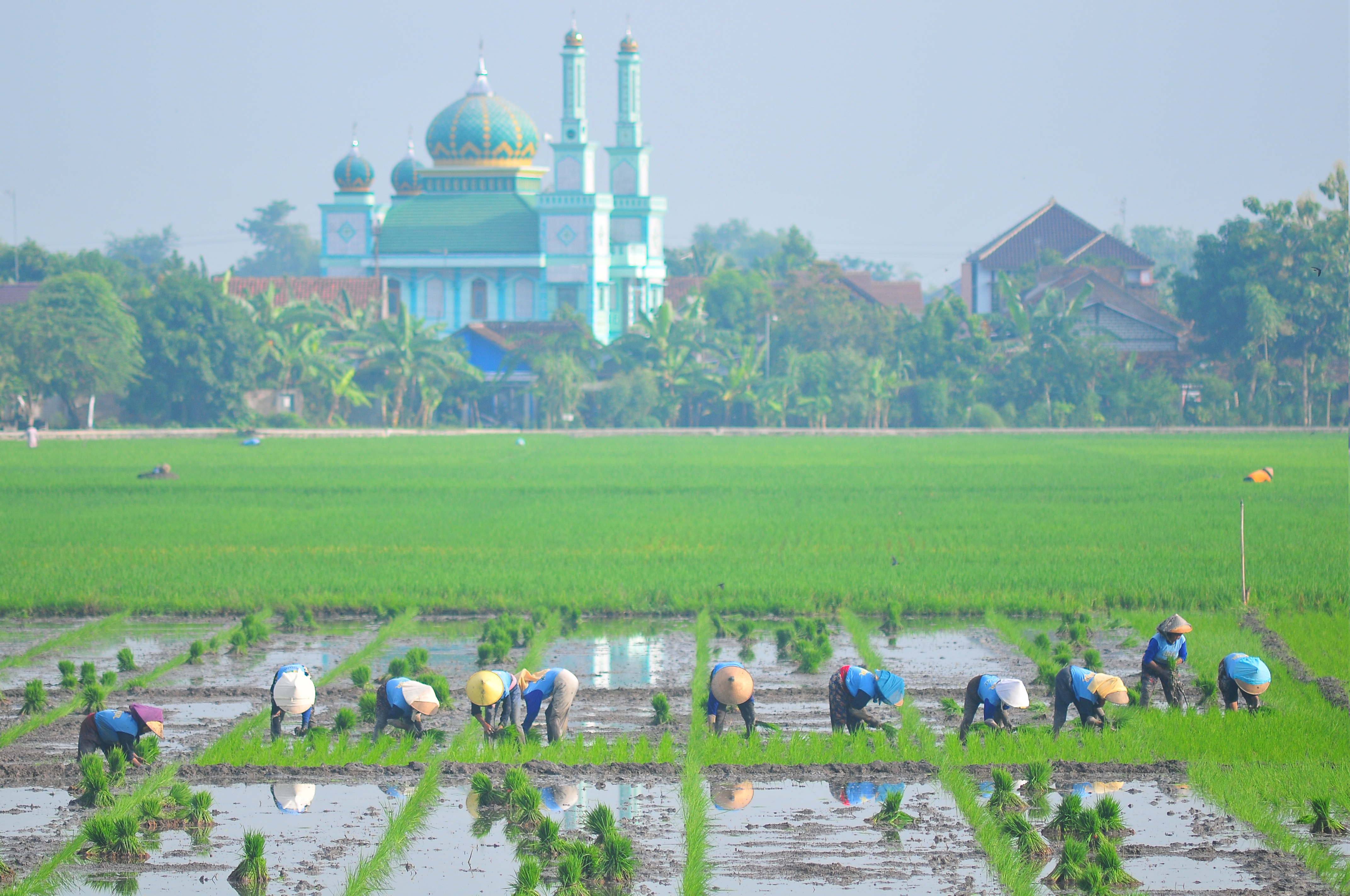 Petani menanam bibit padi di persawahan Desa Gajahmati, Pati, Jawa Tengahe