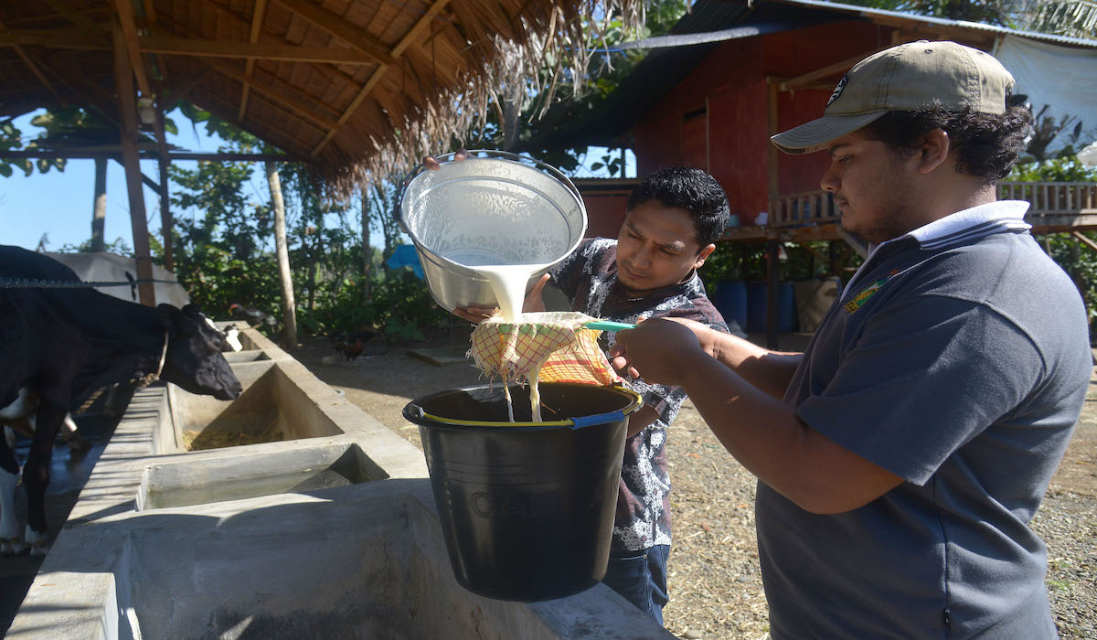 Peternak susu sedang memerah susu sapi