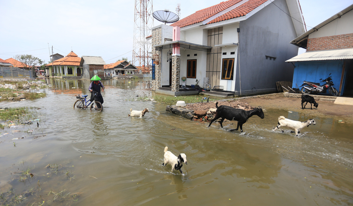 Banjir rob di Indramayu tahun 2022. Pada bulan Mei 2024 banjir rob kembali terjadi.