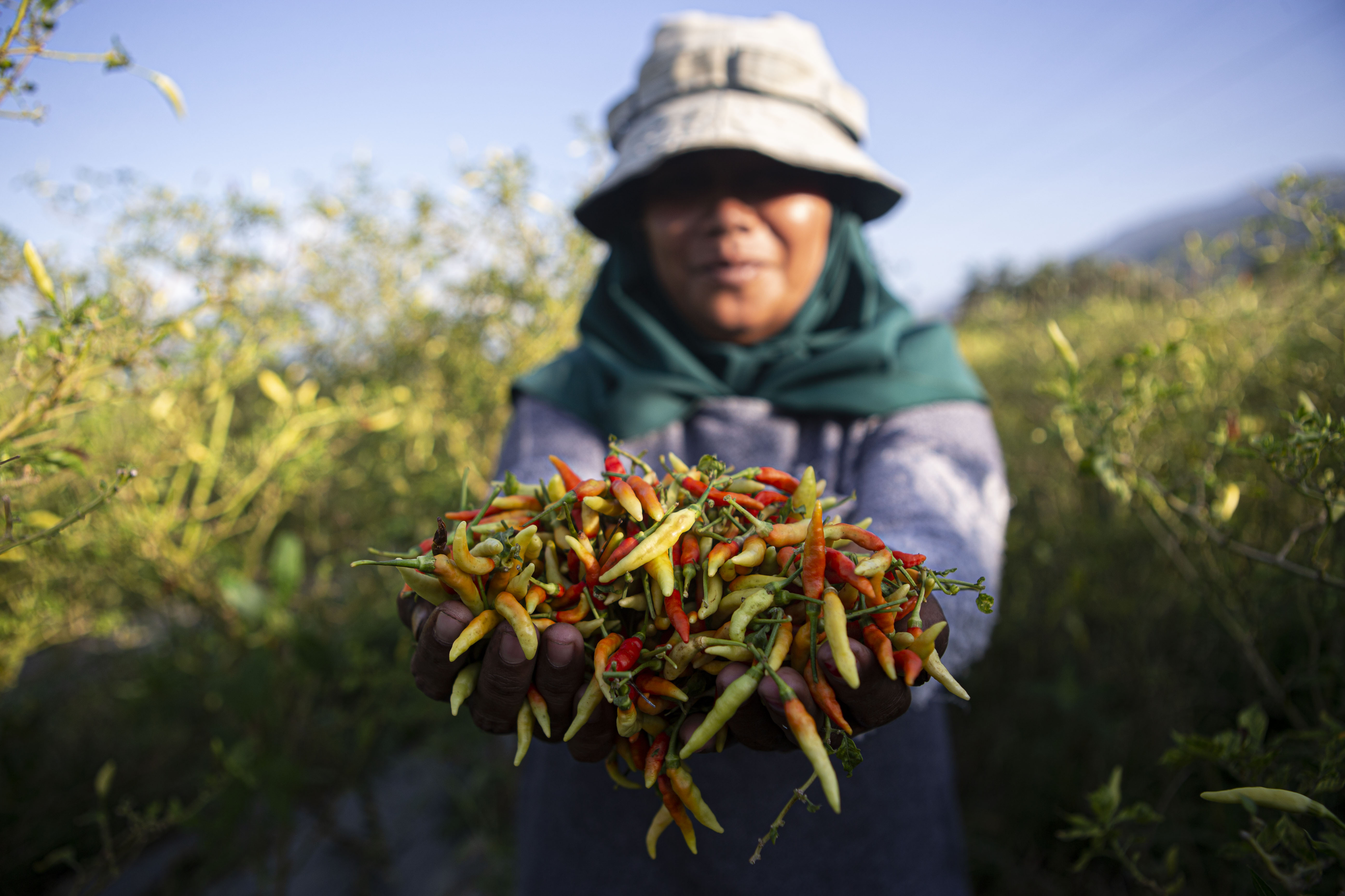 Petani memperlihatkan cabai rawit yang baru dipanen di Desa Porame, Kecamatan Kinovaro, Sigi, Sulawesi Tengah,
