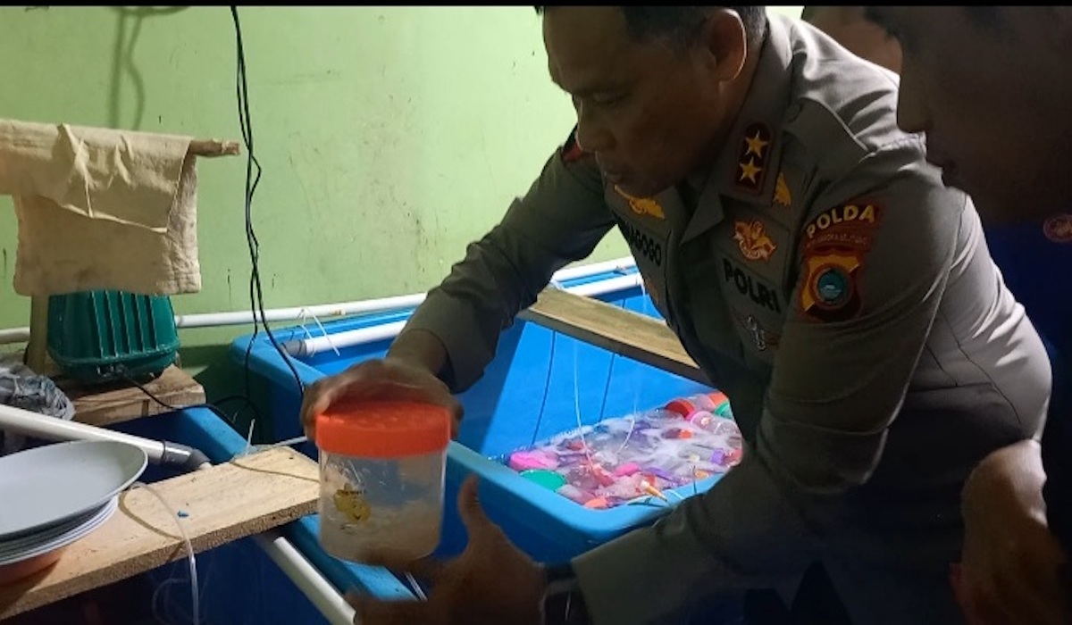 Budidaya lokal dari bening lobster sitaan