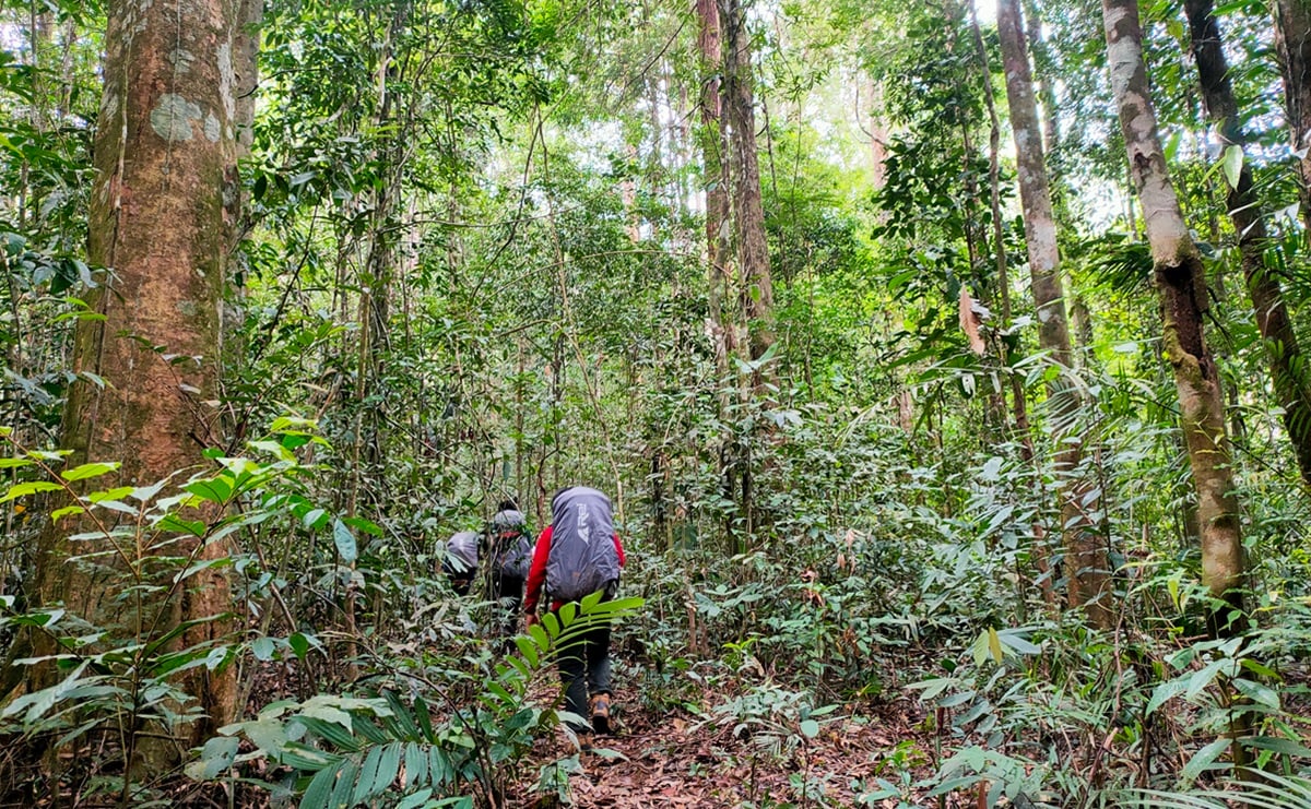 Kawasan hutan tropis Pegunungan Meratus di Kalimantan Selatan memiliki potensi besar dalam perdagangan karbon. 
