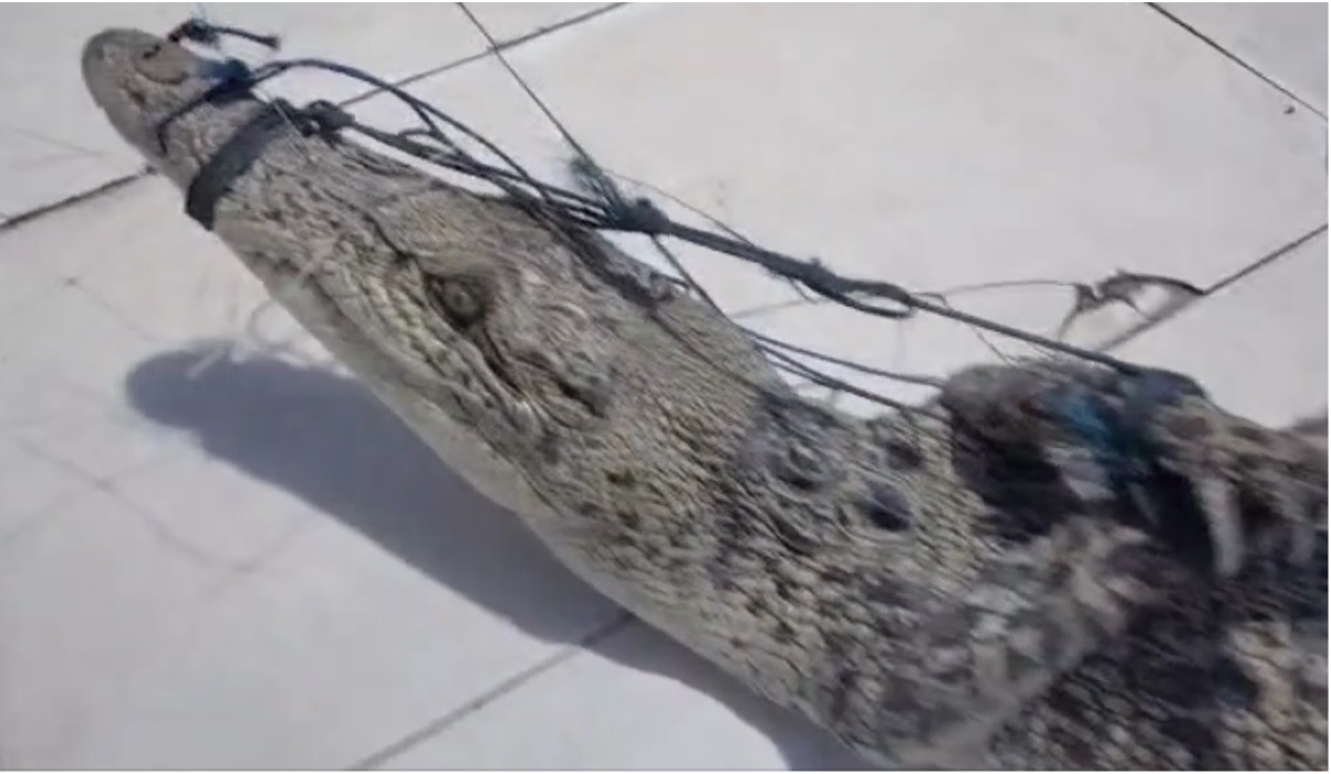 Buaya yang terjaring nelayan.