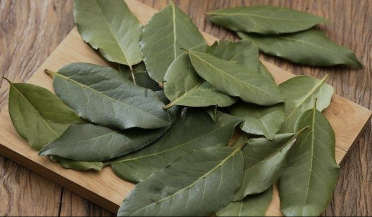 Manfaat rebusan daun salam