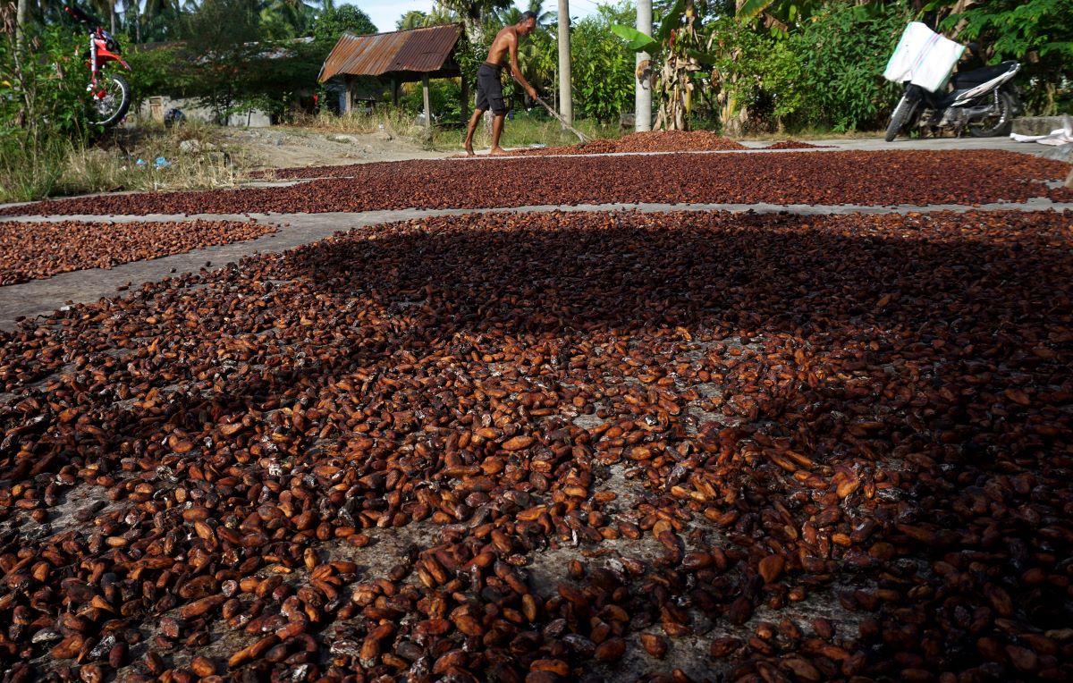 Seorang petani menjemur biji kakao hasil panennya di Desa Toabo, Mamuju, Sulawesi Barat.