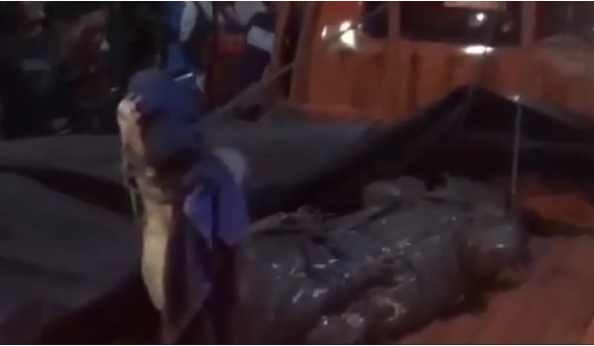 Buaya yang ditangkap warga.