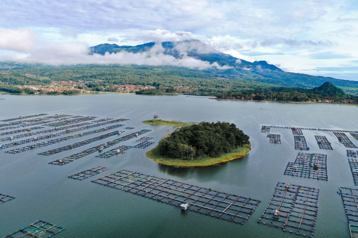 Ilustrasi tambak ikan