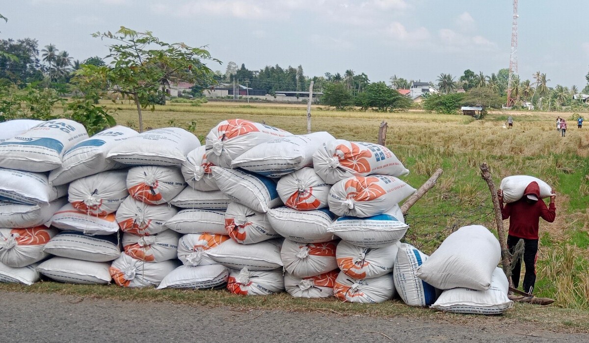 Ilustrasi petani memikul gabah hasil panen.