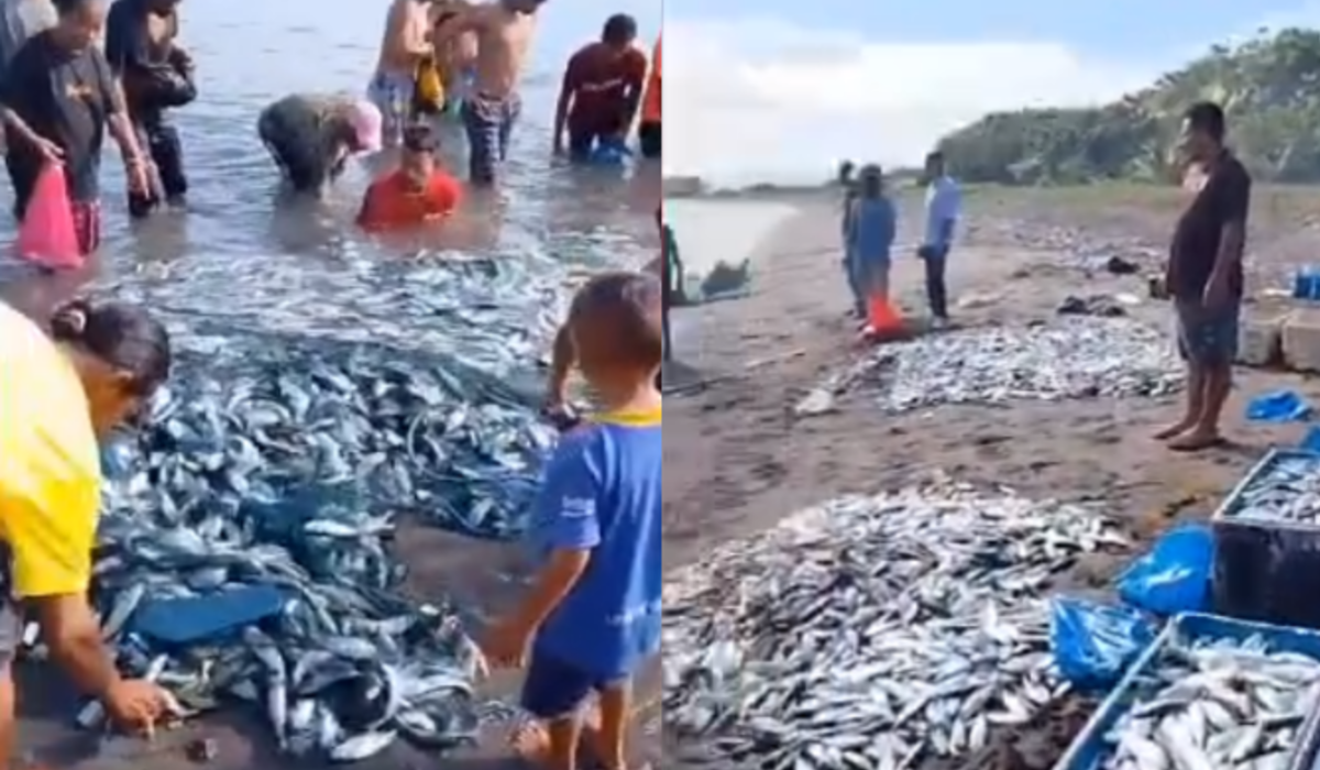 Ribuan ikan yang terdampar di pantai Wairhubing, Sikka, NTT.