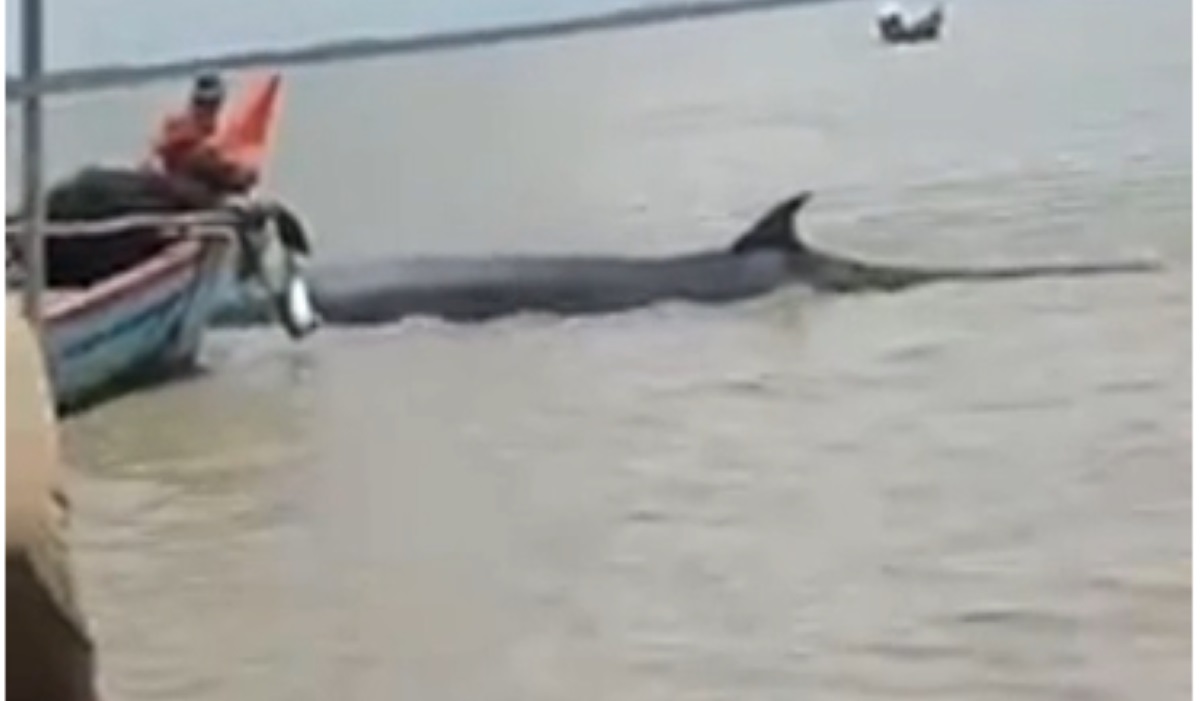 Ikan paus yang terdampar.