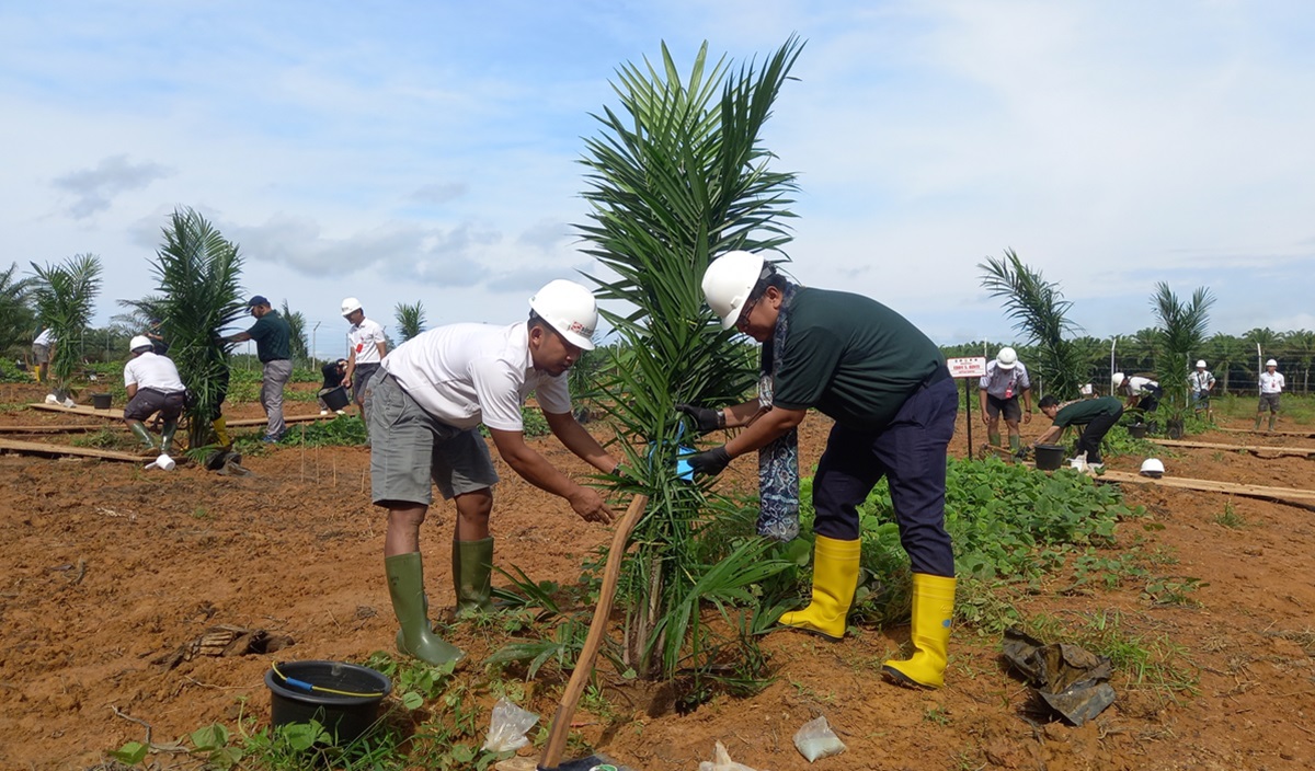 Ilustrasi - Sawit Watch meminta pemerintah mengkaji ulang rencana pengembangan perkebunan sawit di Pulau Jawa.