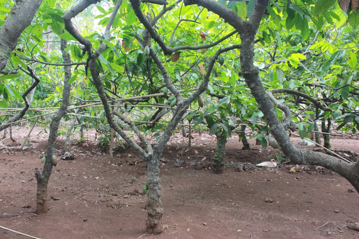 Kebun Kakao di salah satu pekarangan warga di Desa Nglanggeran, Kecamtan Patuk, Kabupaten Gunungkidul, DIY.