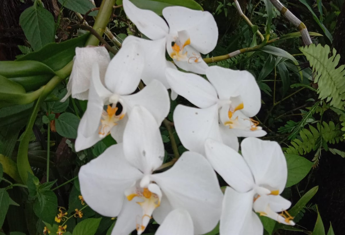 Ilustrasi - Kampung Anggrek di Desa Tumingki diharapkan meningkatkan daya tarik pariwisata alam di kawasan Pegunungan Meratus. 