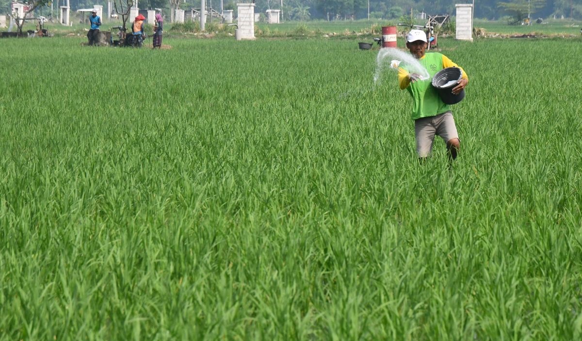 Petani menabur pupuk ke tanaman padi berumur 18 hari di Sidomulyo, Sawahan, Kabupaten Madiun, Jawa Timur (13/5/2024).