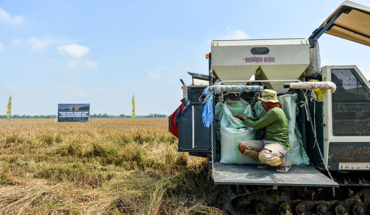 Petani memeriksa padi yang telah dipanen di Lahan Ketahanan Pangan milik Kostrad di Sukamandi, Kabupaten Subang, Jawa Barat.