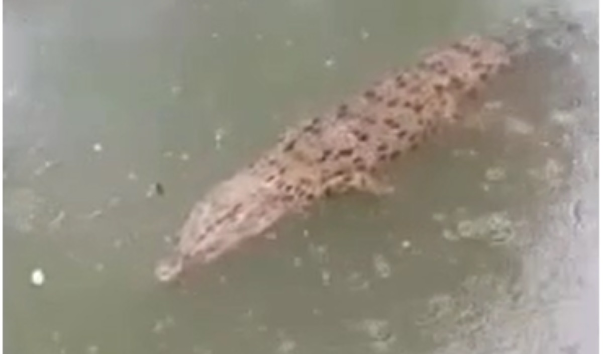 Buaya yang meresaahkan warga.