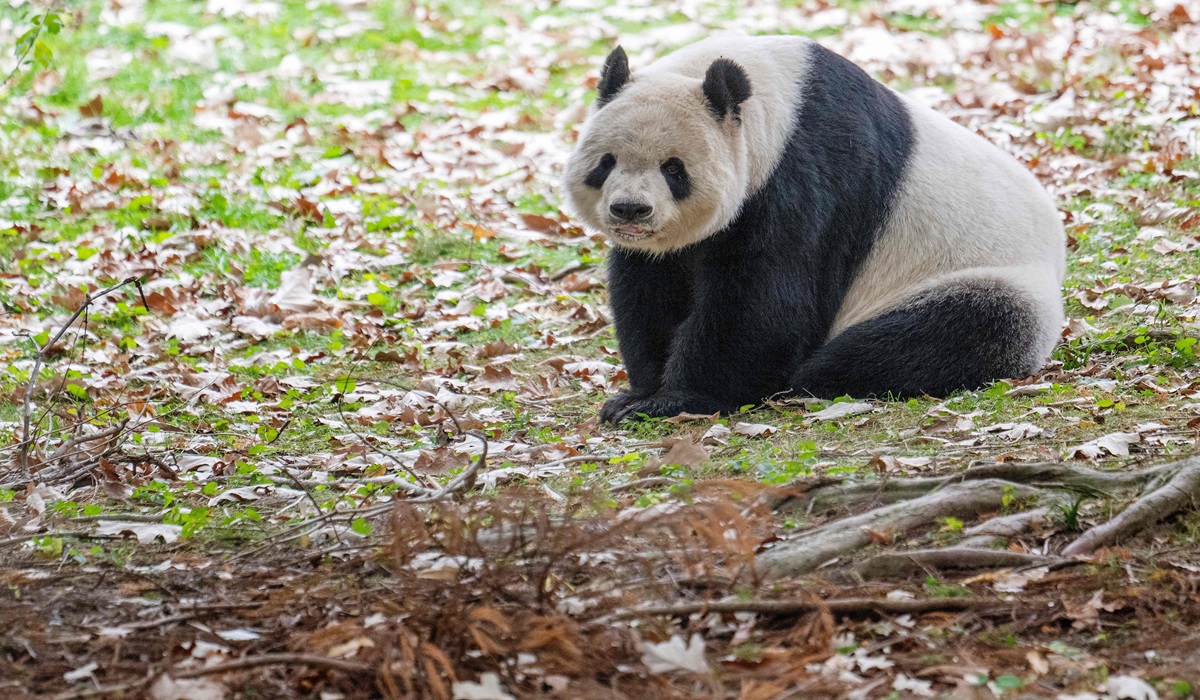 Panda bernama Tian Tian di Kebun Binatang Nasional Smithsonian, Washington DC pada 7 November 2023.