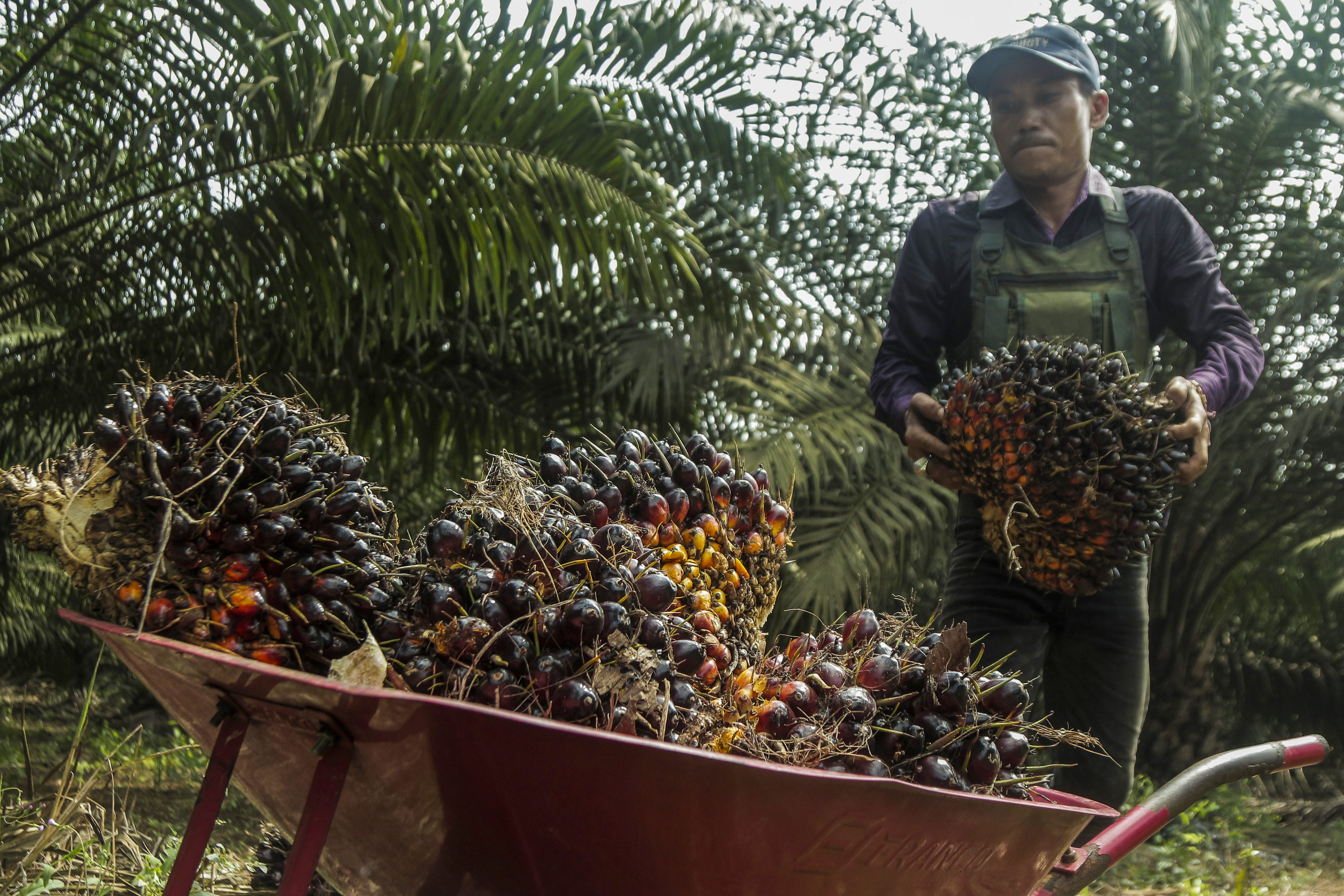Kehadiran Kelapa Sawit di Tanah Papua Jadi Penopang Ekonomi Rakyat