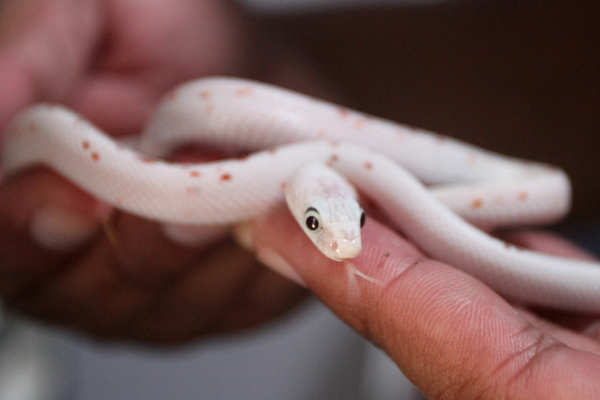 Peternak menunjukkan anakan ular jagung (Pantherophis guttatus) yang dibudidayakan di Jong Java Reptile di Tegalweru, Malang, Jawa Timur