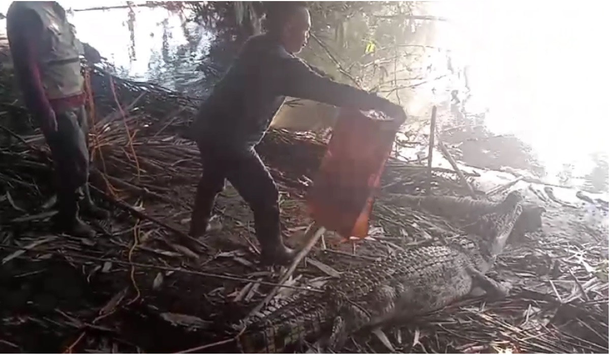 Buaya yang ditangkap.