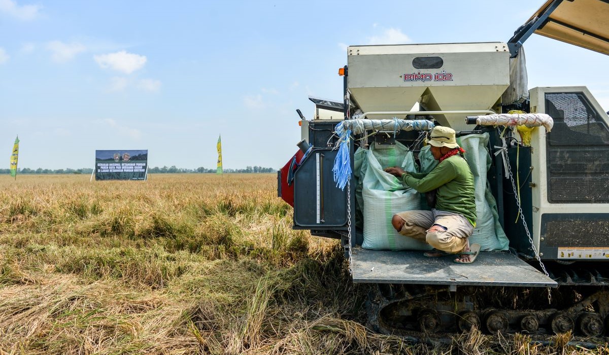 Petani memeriksa padi yang telah dipanen di Lahan Ketahanan Pangan milik Kostrad di Sukamandi, Kabupaten Subang, Jawa Barat.